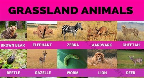 Grassland Animals: Big List of 160+ Grassland Animals in The World ...