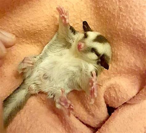 A Teeny Tiny Baby Sugar Glider Possum Spreads Arms Out Wide For Some Great Big Belly Rubs