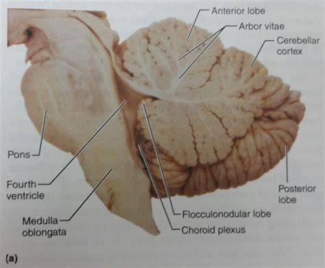 Brain Anatomy에 있는 핀