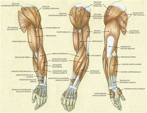 Muscles of the Arm and Hand - Classic Human Anatomy in Motion: The ...