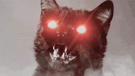 Demon Cat GIFs - Find & Share on GIPHY