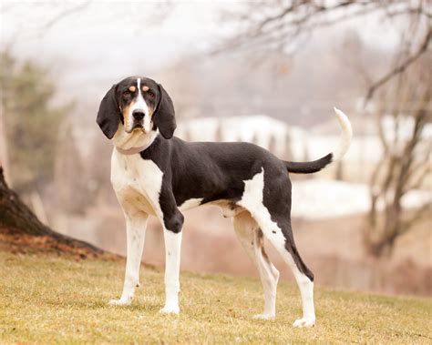 Treeing Walker Coonhound: Dog Breed Characteristics & Care