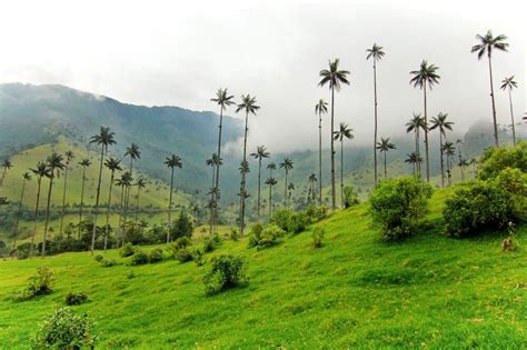 Hiking Valle de Cocora in Salento, Colombia: What You Need to Know