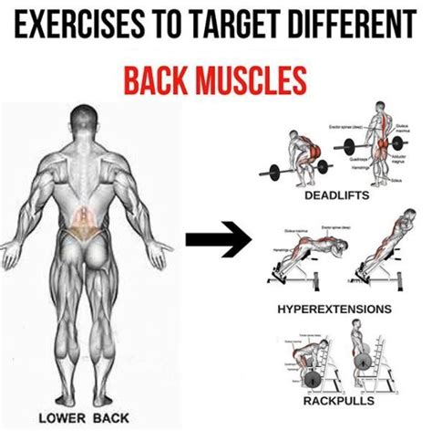 Back Exercises to Target Different Muscles
