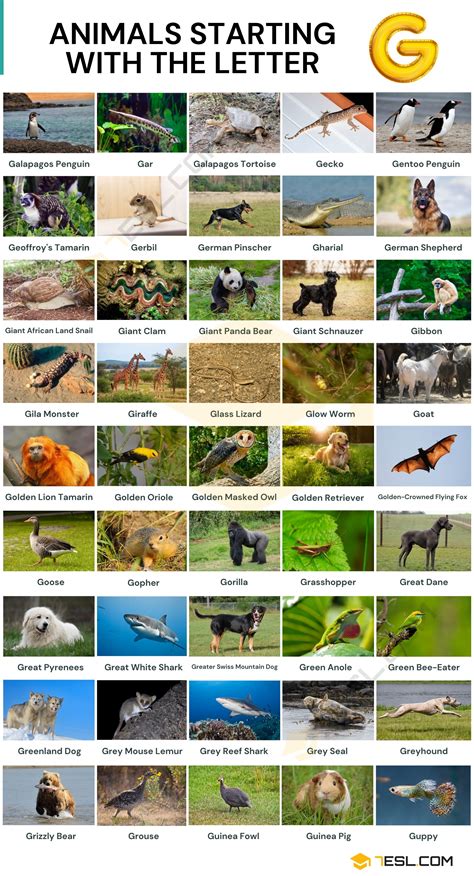 156 Animals that Start with G in English • 7ESL