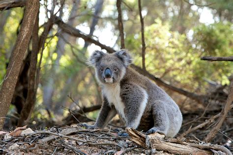 Grey and White Koala Bear · Free Stock Photo
