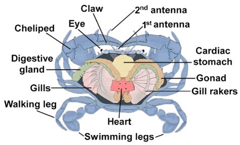 Crab Anatomy: A Detailed Diagram