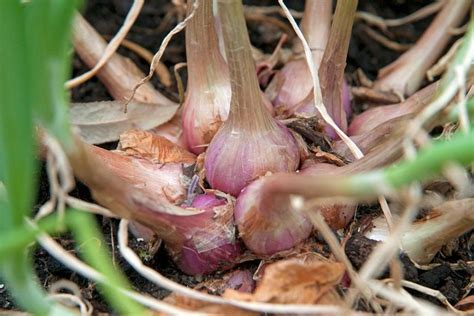 How to grow shallots / RHS Gardening Rhs Flower Show, Chelsea Flower ...