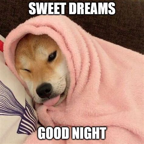 Title: Sweet dreams - Good night - Cute dog sleeping meme | Good night ...