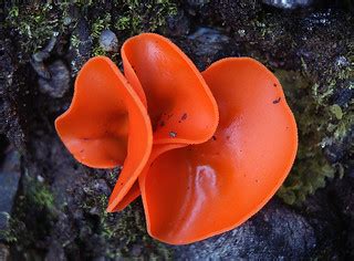 Orange Peel Fungus | Aleuria aurantia The Orange Peel Fungus… | Flickr