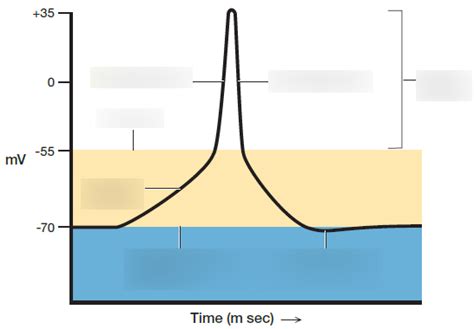 BIO201 Lab 9 - depolarization and action potential Diagram | Quizlet