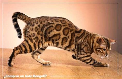 ¿Comprar gato Bengalí? Que no te engañen | FeelCats