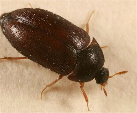 14 Prominent Black Beetle Types with Their Identifications - EatHappyProject