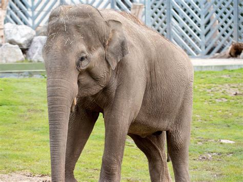 Asian elephant | Blackpool Zoo