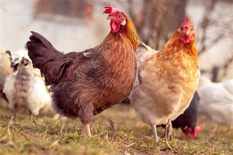 Light Brown Hen on the Farm Stock Photo - Image of hens, chicken: 236457120