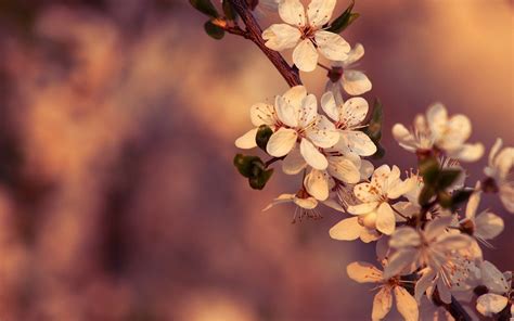 Aesthetic Spring Flowers Laptop Wallpapers - Wallpaper Cave