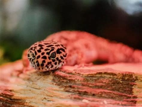 Brumation in Leopard Geckos: Signs, Care and Duration | Being Reptiles