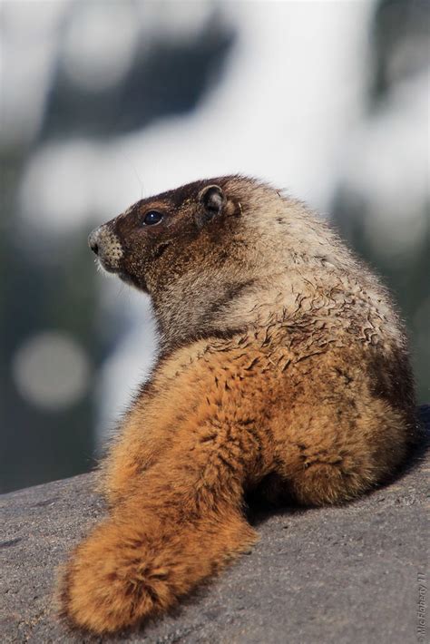 Hoary Marmot Resting | A hoary marmot on Washington's Mt Rai… | Flickr