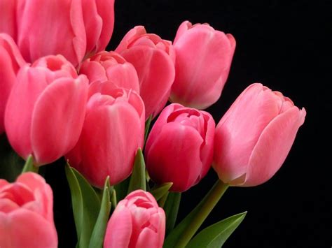 pink tulips 2 | Pretty flowers, Flowers, Tulips flowers