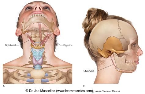 Stylohyoid - Learn Muscles