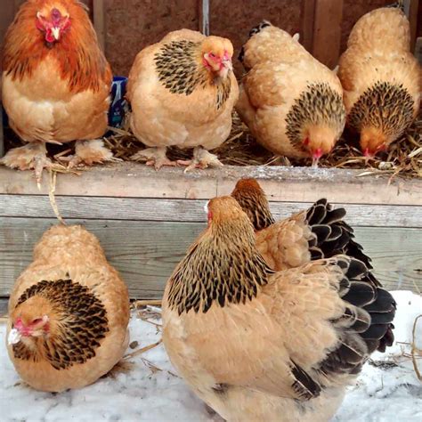 Top 8 Small Chicken Breeds (With Pictures & Videos)