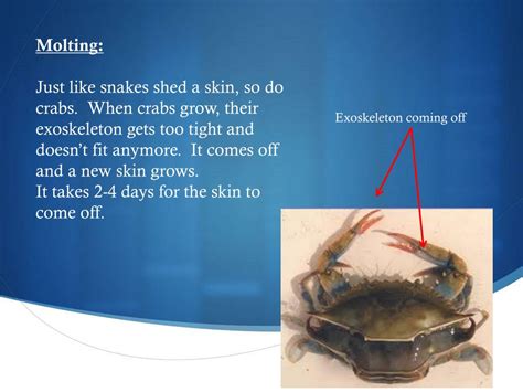 PPT - “Save the Blue Crab” PowerPoint Presentation, free download - ID:2238525