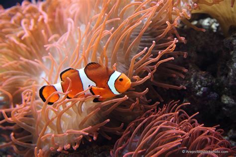 Anemones and Clownfish Symbiosis - DOES GOD EXIST? TODAY