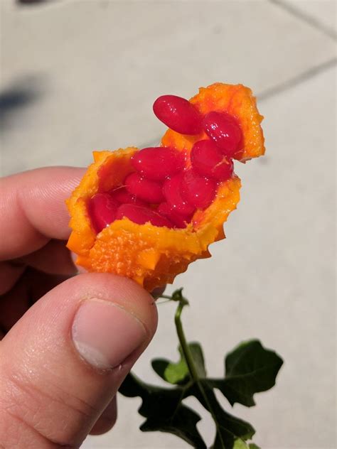 Found this orange spiky fruit with bright red seeds in Ft. Lauderdale, FL. It was growing on a ...