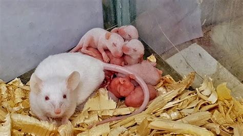 My New Fancy Albino Mice Babies (White Mouse) 🐭 |Pet Mouse | rats | Hamster - YouTube