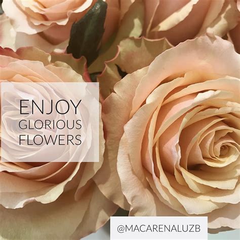 Enjoy glorious flowers they are a reflection of you! | Instagram posts ...