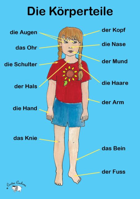 German Parts of the Body