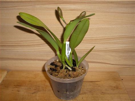 Orchids How To: repotting