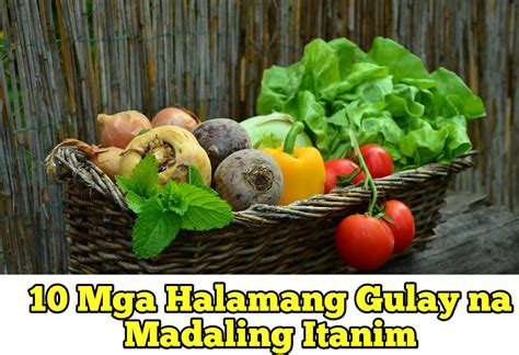 10 Mga Halamang Gulay na Madaling Itanim - Magtanim ng Gulay