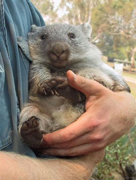 38 best Australia's Cute Animals: Wombats images on Pinterest | Animals, Baby wombat and Baby ...