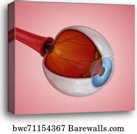 82 Eye anatomy inner structure Canvas Prints and Canvas Art | Barewalls