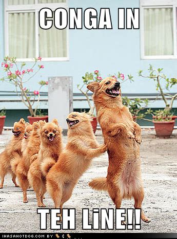 CONGA IN TEH LiNE!! | Funny animals, Animals, Funny dogs