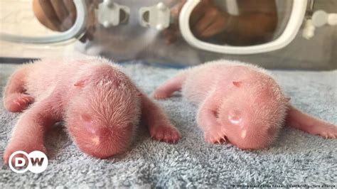 Twin giant panda cubs born at China research center – DW – 08/24/2022