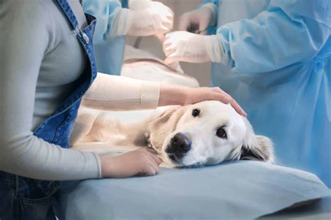 What are the common Pet Surgeries | Sydney, NSW | VetMed