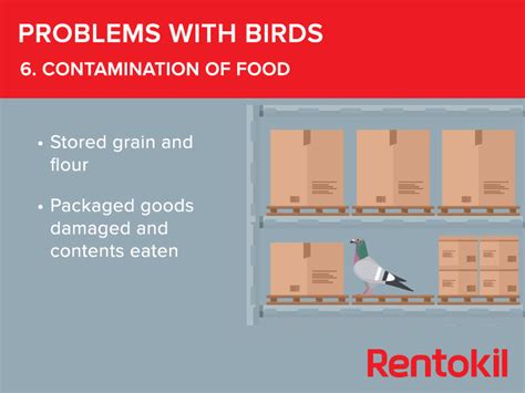 problem-with-birds-contaminating-food - deBugged