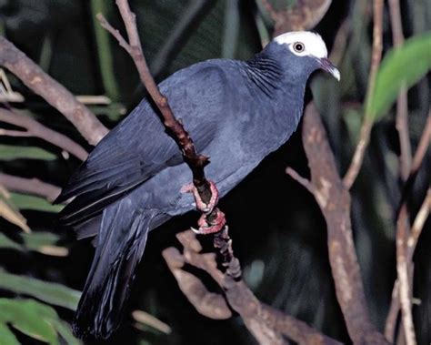 White-crowned Pigeon | National Audubon Society Birds | Birds, Beautiful birds, Pigeon