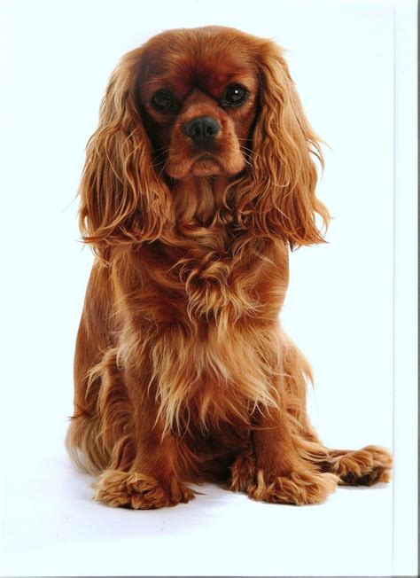 Cavalier King Charles Spaniel #3 Ruby Note Cards | ubicaciondepersonas ...