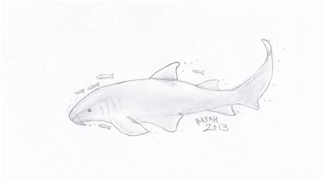 Nurse Shark Drawing at PaintingValley.com | Explore collection of Nurse Shark Drawing