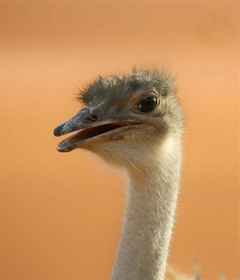 Arabian Desert Ostrich by Sadiq Ali AlQatari on YouPic