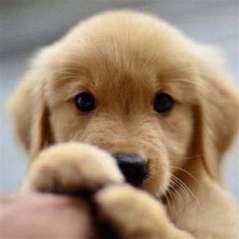 Too Cute Puppies