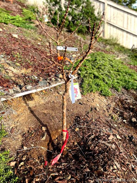 Bare Root Fruit Trees – Buying and Planting – Orchard Culture