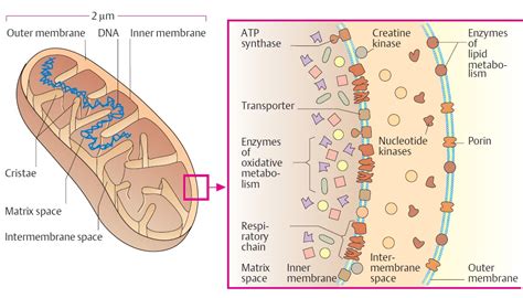 Mitochondria - Structure And Functions | A-Level Biology Revision Notes