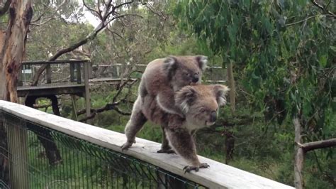 Rare Koala Sighting - Koala Conservation Centre - Phillip Island - YouTube