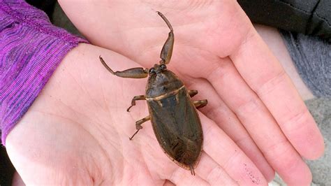 Water Bug Identification Charts