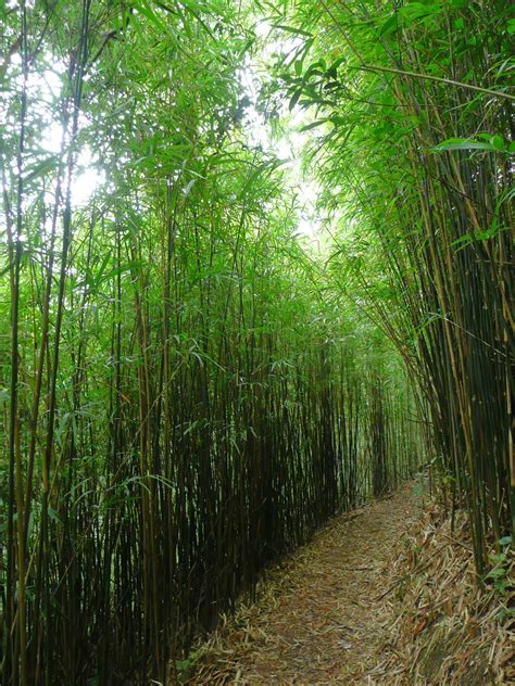 WEBS OF SIGNIFICANCE: Hiking along Tai Po Kau's Yellow Walk (Photo-essay)