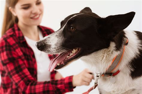 Signs and Symptoms of Blood Pressure Problems in Your Dog | Forever Vets